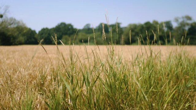 Zbliżenie na plony krajobrazu wiejskiego w porze letniej, pola kwitnące a wraz z nimi plony i drzewa w oddali na tle błękitnego nieba z niemalże bezchmurną pogodą