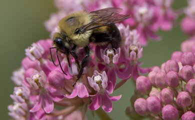 bee on flower
