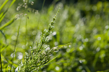 Medicinal plant equisetum arvense in the wild herb meadow.