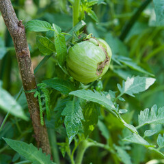 Fototapeta premium Tomato flowers and green fruit in the vegetable garden.