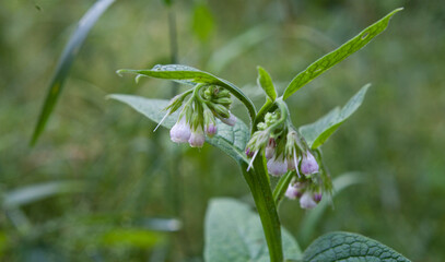 Comfrey plant  -  rare pale lilac flowering variety.