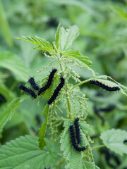 Caterpillars of Aglais io, the European peacock butterfly is feeding on the nettle leaves.