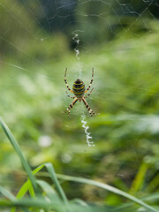 Wild naturalistic garden with wasp spider -  place for the insects in the longer grass.