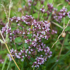 Lilac oregano flower -  origanum vulgare in wild herb and midicinal garden.