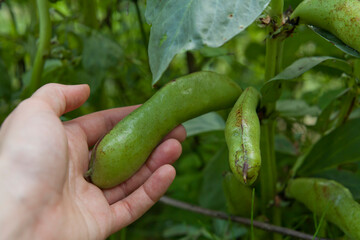 Broad bean plants in the organic vegetable garden -  pods ready for harvest.