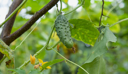 Cucumber plant climbing sunflower as a companion planting -  with young cucumbers and yellow flowers.