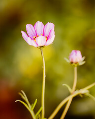 Obraz premium pink flower