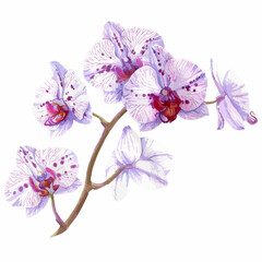Hand drawn watercolor vector of pink orchid flower.