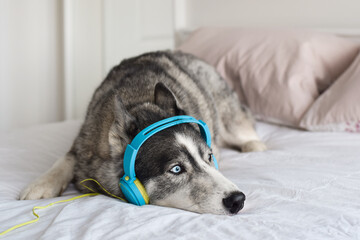 Husky dog in headphones lying relaxing on top of white bed