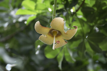 アフリカバオバブの花