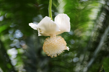 Fototapeta na wymiar アフリカバオバブの花