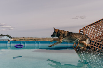  dog in mid air ready to catch a toy while dock diving into a pool © IBRESTER