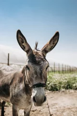 Tuinposter Portrait of curious dark brown donkey on the blurry background of a meadow and greenhouse outdoors. Cute funny animal outdoors at the eco countryside farm on sunny day. Beautiful pet. Peaceful picture © Евгения Жигалкина