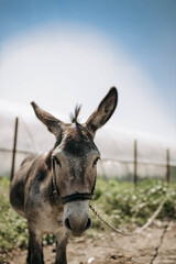 Portrait of curious dark brown donkey on the blurry background of a meadow and greenhouse outdoors. Cute funny animal outdoors at the eco countryside farm on sunny day. Beautiful pet. Peaceful picture