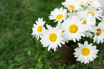 A bouquet of daisies stands in a vase on the grass. Chamomile blooms on a summer day. Chamomile flowers in a bouquet, place for an inscription.