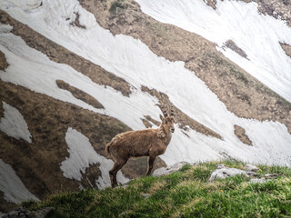 Bouquetin des Alpes posant devant un fond de montagnes rocheuses enneig&eacute;es