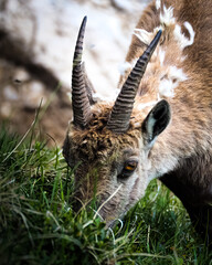 Bouquetin des Alpes broutant l'herbe en regardant la cam&eacute;ra