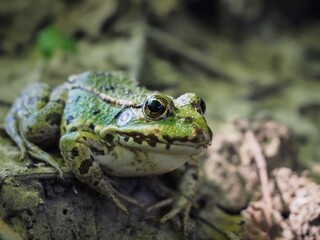 Grenouille verte sur le sol d'une forêt 