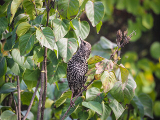 Etourneau en gros plan perché sur une branche observant son environnement.