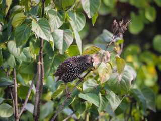Etourneau en gros plan perch&eacute; sur une branche observant son environnement.