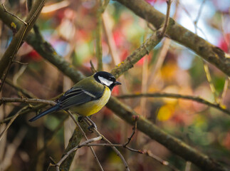 M&eacute;sange charbonni&egrave;re sur un fond de couleur d'automne 