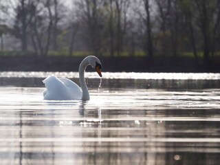 Lumi&egrave;re sur le Cygne