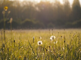 Pissenlit au lever du Jour 