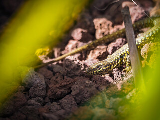 L&eacute;zard se pr&eacute;lassant sous un palmier