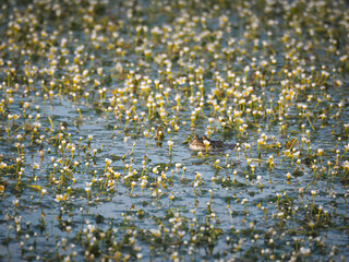 Grenouille se pr&eacute;lassant dans une mare rempli de fleurs blanches et jaunes
