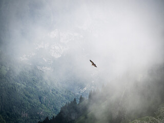 Vautour planant au dessus des montagnes d'Annecy et sortant d'un nuage d'altitude. 