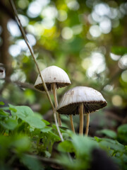 Champignons blancs poussants au milieu des herbes et des fleurs dans un environnement color&eacute;