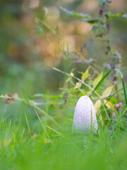 Champignon blanc poussant au milieu des herbes et des fleurs dans un environnement color&eacute;