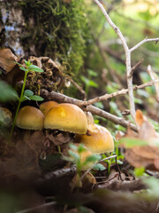 Groupe de champignon orange, couleur caramel, accrocher &agrave; l'ombre d'un arbre 