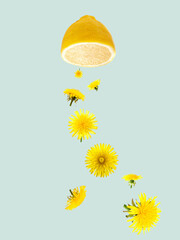 Creative summer idea made of lemon and yellow dandelions on pastel blue background. Fruit minimal concept. Summer concept.