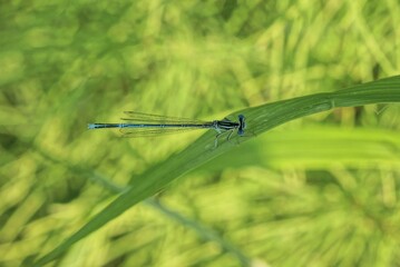 one blue dragonfly sits on a long thin green leaf of grass in nature