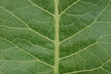 green vegetative texture from a piece of a large leaf on horseradish
