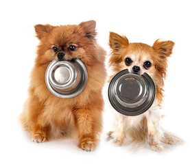 chihuahua and spitz  in studio