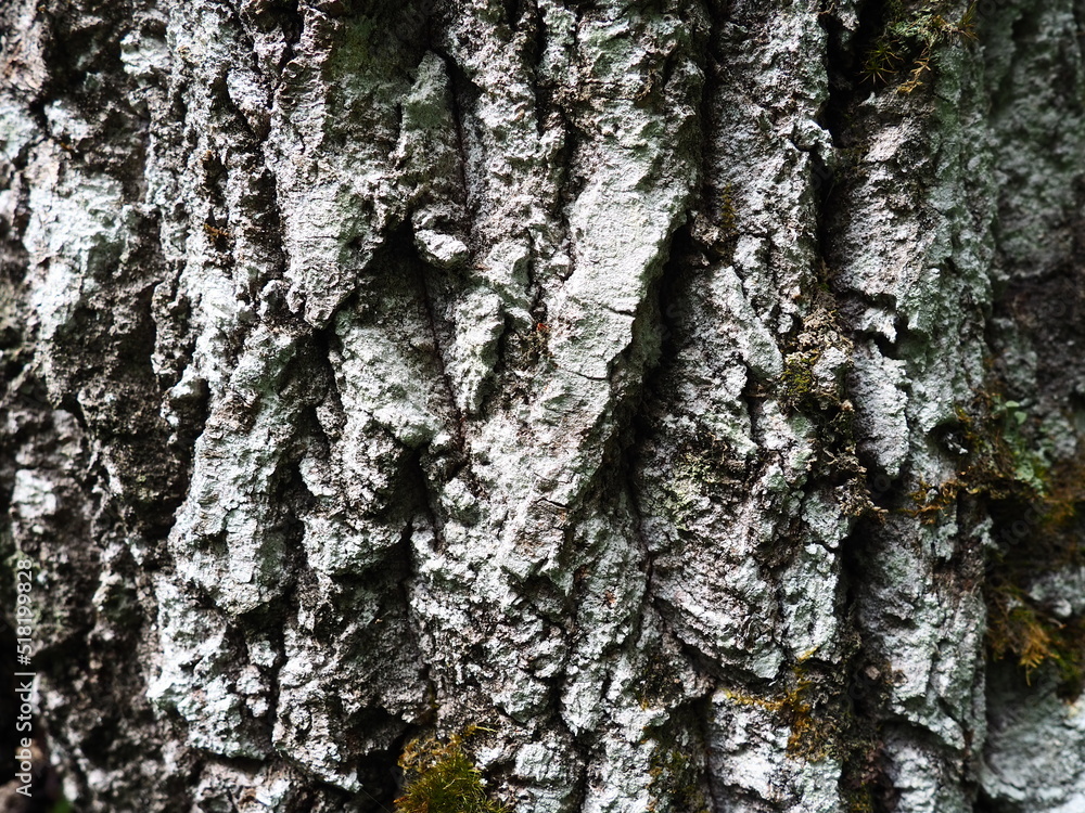 Poster the cortex is a collection of tissues located outside the cambium. tree bark. the detached outer dea