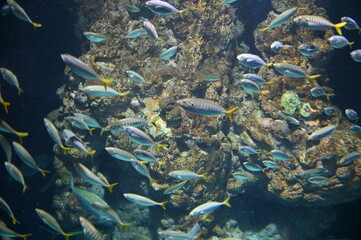 Fototapeta na wymiar Under Water View of the Ocean, Coral Reef and Fishes