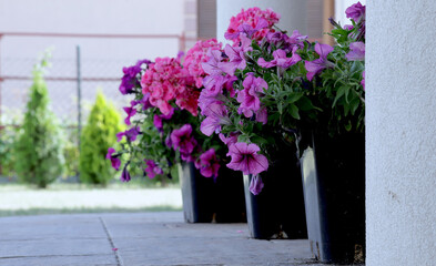 Flowers on the terrace                                                                                  
