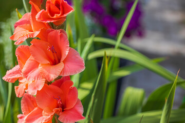 Beautiful close up view of orange gladiolus flowers on blurred green leaves and purple flowers on background.  - obrazy, fototapety, plakaty