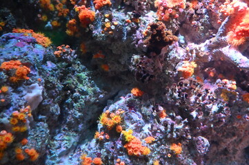 Fototapeta na wymiar Under Water View of the Ocean, Coral Reef and Fishes