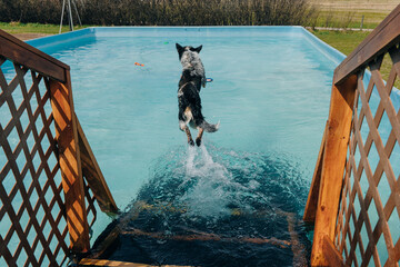  dog in mid air ready to catch a toy while dock diving into a pool © IBRESTER