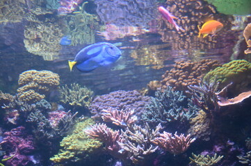 Under Water View of the Ocean, Coral Reef and Fishes