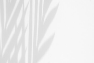 A neat shadow from the leaves on a white background. Background for inscriptions or cosmetics. Palm tree shade.