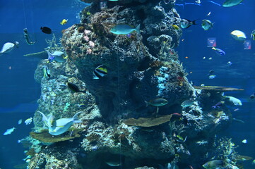 Under Water View of the Ocean, Coral Reef and Fishes