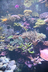 Naklejka na ściany i meble Under Water View of the Ocean, Coral Reef and Fishes