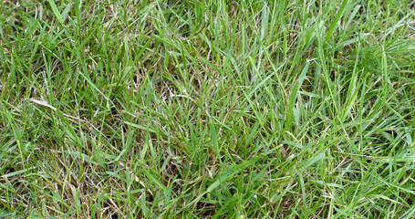Photo of grass for use as a background or texture