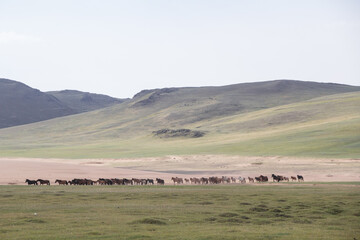 Horse herd, steppe and hills