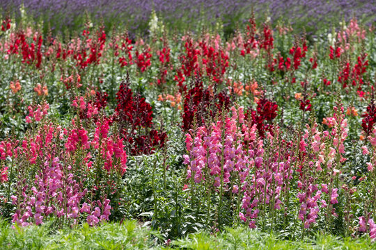 Colourful wallflowers in summer, photographed in a garden at Chenonceaux in the Loire Valley, France.
